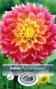 Dahlia Fubuki Kogane | 24 pce