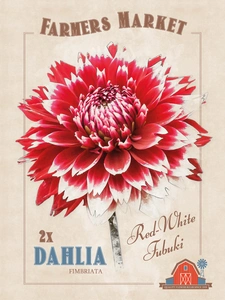 Dahlia Fubuki Red-White | Capper 5 x 16