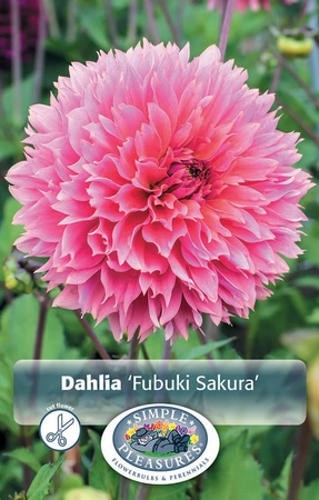 Dahlia Fubuki Sakura | 24 pce