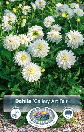 Dahlia gallery Art Fair | 12 pce