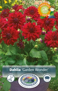 Dahlia Garden Wonder | 12 pce