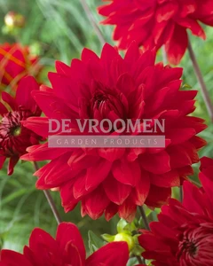 Dahlia Garden Wonder