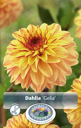 Dahlia Gelia | 12 pce