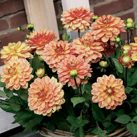 Dahlia Go Go Orange | 75 pce