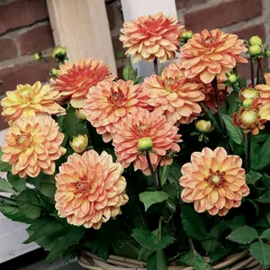 Dahlia Go Go Orange | 15 pce