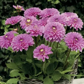 Dahlia Go Go Pink | 15 pce