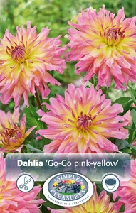 Dahlia Go-Go Pink-Yellow | 12 pce