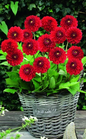 Dahlia Go Go Red