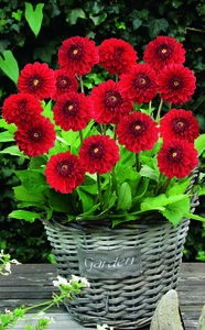 Dahlia Go Go Red | 15 pce