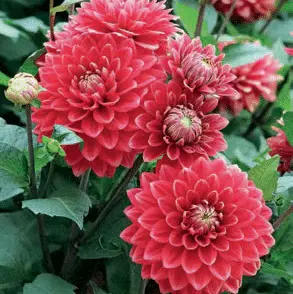 Dahlia Go Go Two Tone Red