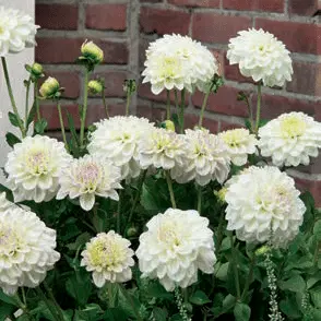 Dahlia Go Go White