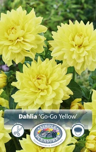 Dahlia Go-Go Yellow | 12 pce