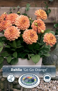 Dahlia GoGo Orange | 12 pce