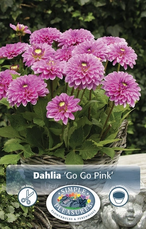 Dahlia GoGo Pink | 12 pce