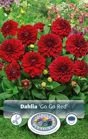 Dahlia GoGo Red | 12 pce