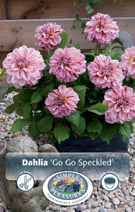 Dahlia GoGo Speckled | 12 pce