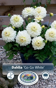 Dahlia GoGo White | 12 pce