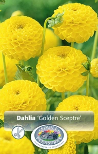 Dahlia Golden Sceptre | 12 pce