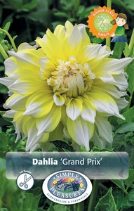 Dahlia Grand Prix | 12 pce