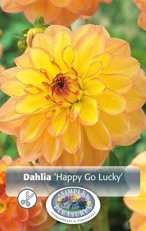 Dahlia Happy Go Lucky | 12 pce