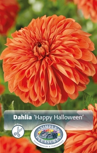 Dahlia Happy Halloween | 12 pce