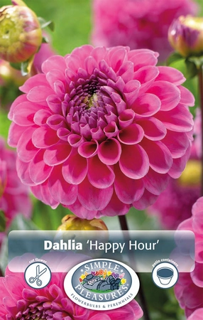 Dahlia Happy Hour | 12 pce