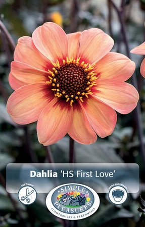 Dahlia Happy Single First Love | 12 pce