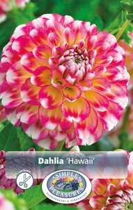 Dahlia Hawaii | 12 pce