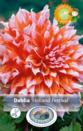 Dahlia Holland Festival | 12 pce