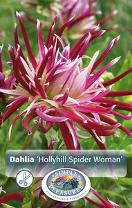 Dahlia Hollyhill Spider Woman | 12 pce