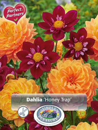 Dahlia Honey Trap | Capper 5 x 16