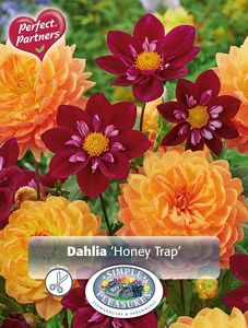 Dahlia Honey Trap | Capper 5 x 16