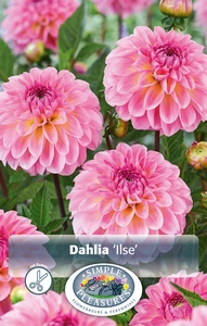 Dahlia Ilse | 12 pce