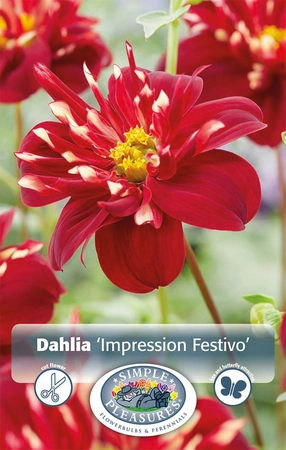 Dahlia Impression Festivo | 12 pce