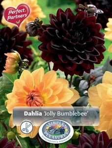 Dahlia Jolly Bumblebee | Capper 5 x 16