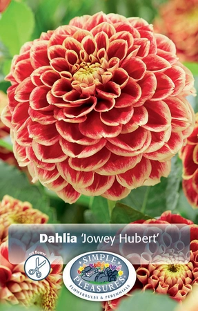 Dahlia Jowey Hubert | 12 pce