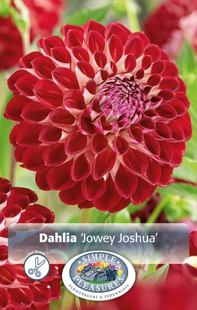 Dahlia Jowey Joshua | 12 pce