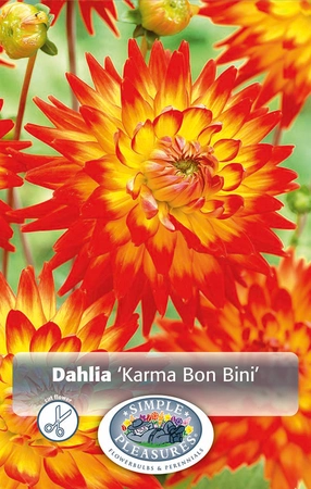 Dahlia Karma Bon Bini | 12 pce