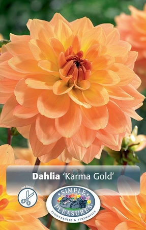 Dahlia Karma Gold | 12 pce