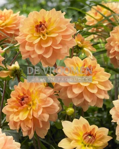 Dahlia Karma Gold