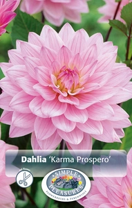 Dahlia Karma Prospero ® | 12 pce