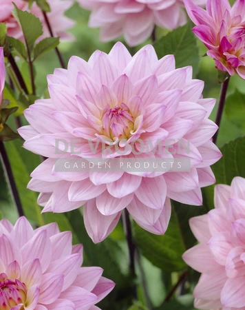 Dahlia Karma Prospero