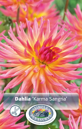 Dahlia Karma Sangria ® | 12 pce