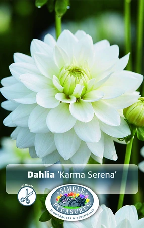 Dahlia Karma Serena | 12 pce