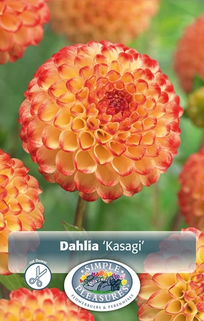 Dahlia Kasasagi | 12 pce