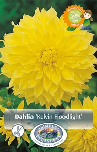 Dahlia Kelvin Floodlight | 24 pce