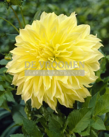 Dahlia Kelvin Floodlight