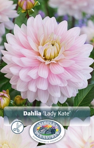 Dahlia Lady Kate | 12 pce