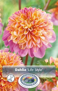 Dahlia Life Style | 12 pce