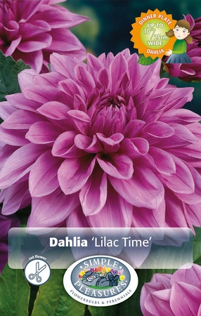 Dahlia Lilac Time | 24 pce